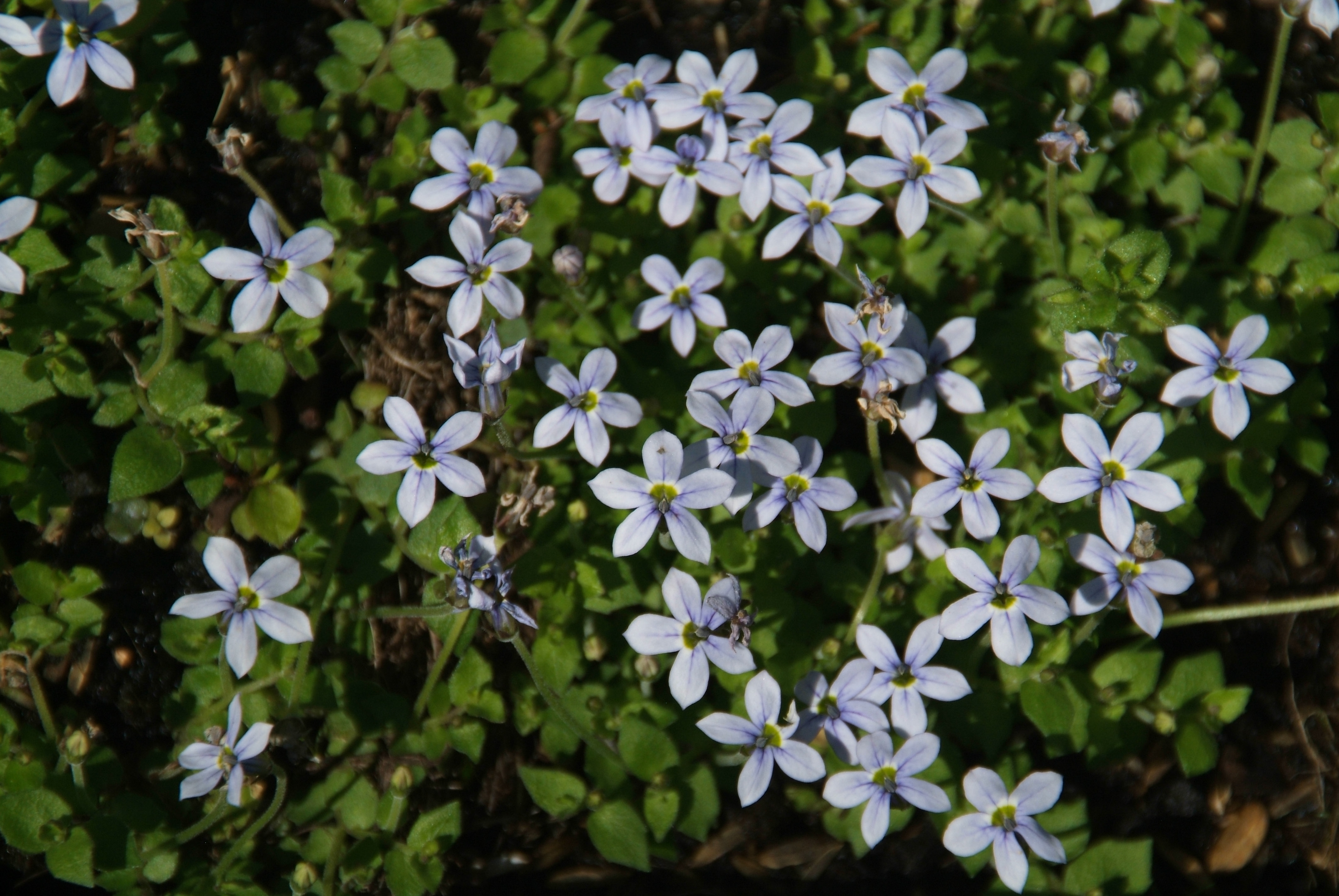 Isotoma fluviatilis bestellen